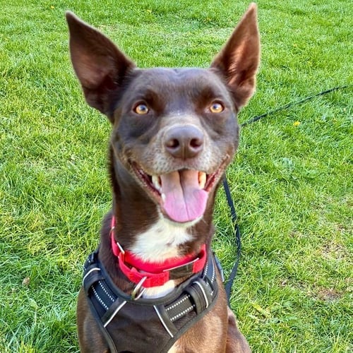 LOKI - Australian Kelpie / Terrier available for adoption