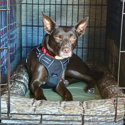 LOKI - Australian Kelpie / Terrier available for adoption