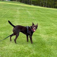 Loki - Photo 4