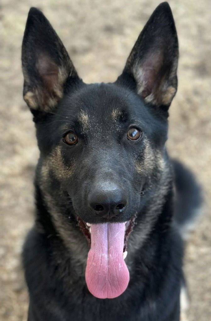 MONA - German Shepherd Dog / Terrier available for adoption