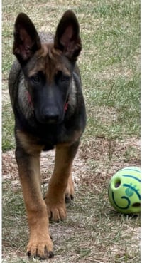 Duke - Photo 3