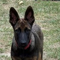 Duke - Photo 1