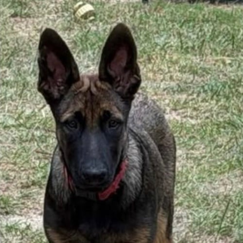 DUKE - German Shepherd Dog / Terrier available for adoption