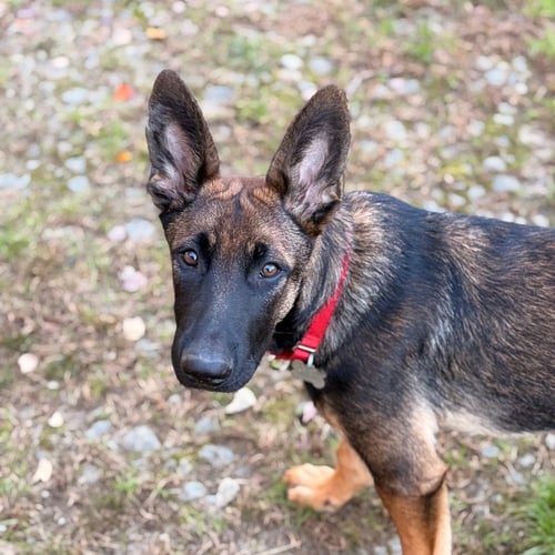 DUKE - German Shepherd Dog / Terrier available for adoption
