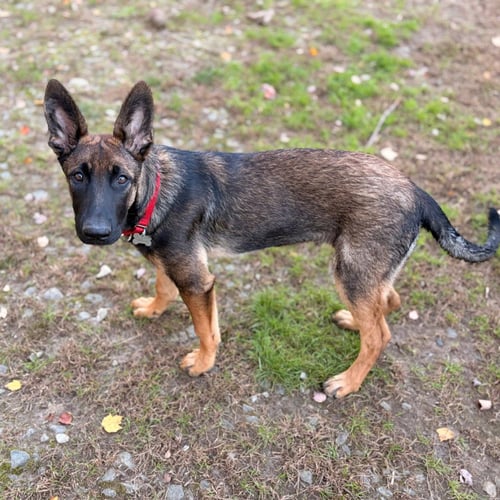 DUKE - German Shepherd Dog / Terrier available for adoption