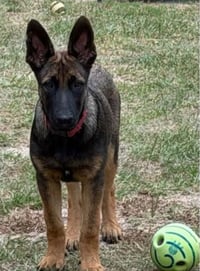 Duke - Photo 2