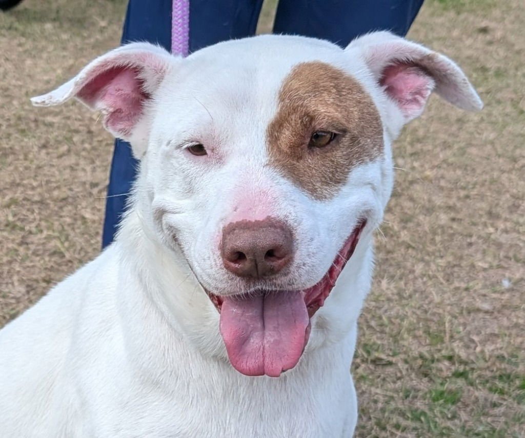 BETTY WHITE - Labrador Retriever / Terrier available for adoption