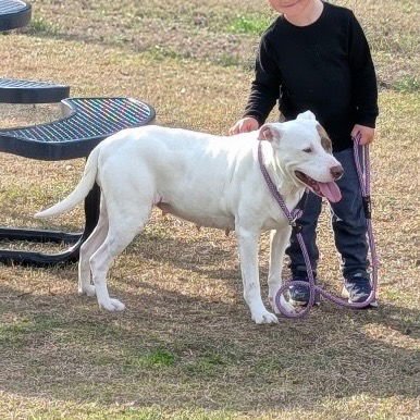 BETTY WHITE - Labrador Retriever / Terrier available for adoption