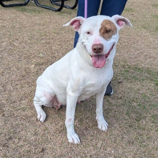 Betty White - Photo 4