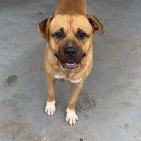 Chief - Photo 3