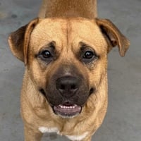 Chief - Photo 1