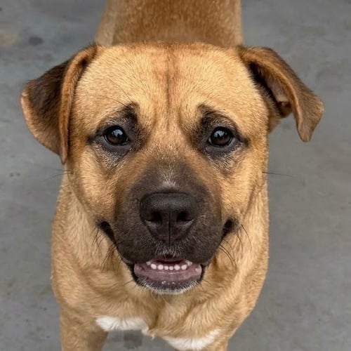 CHIEF - Terrier available for adoption