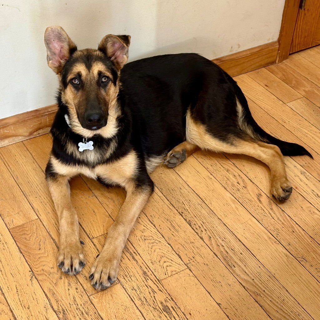 BELLA3 - German Shepherd Dog / Terrier available for adoption