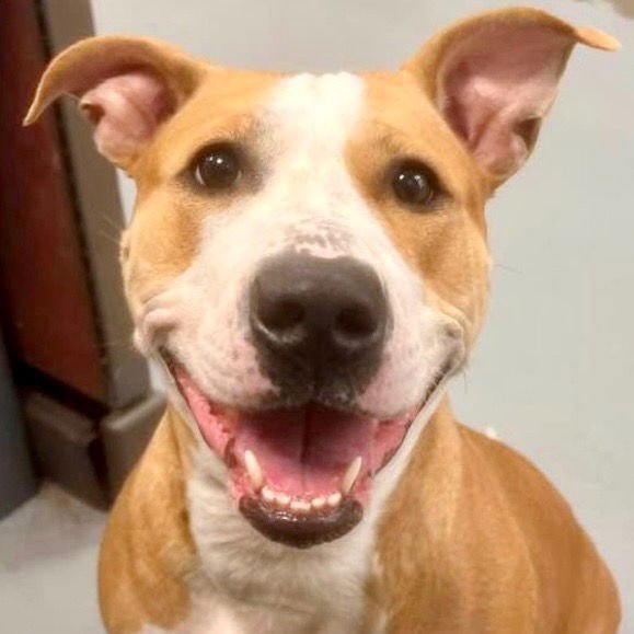 ZOLA - Pit Bull Terrier available for adoption