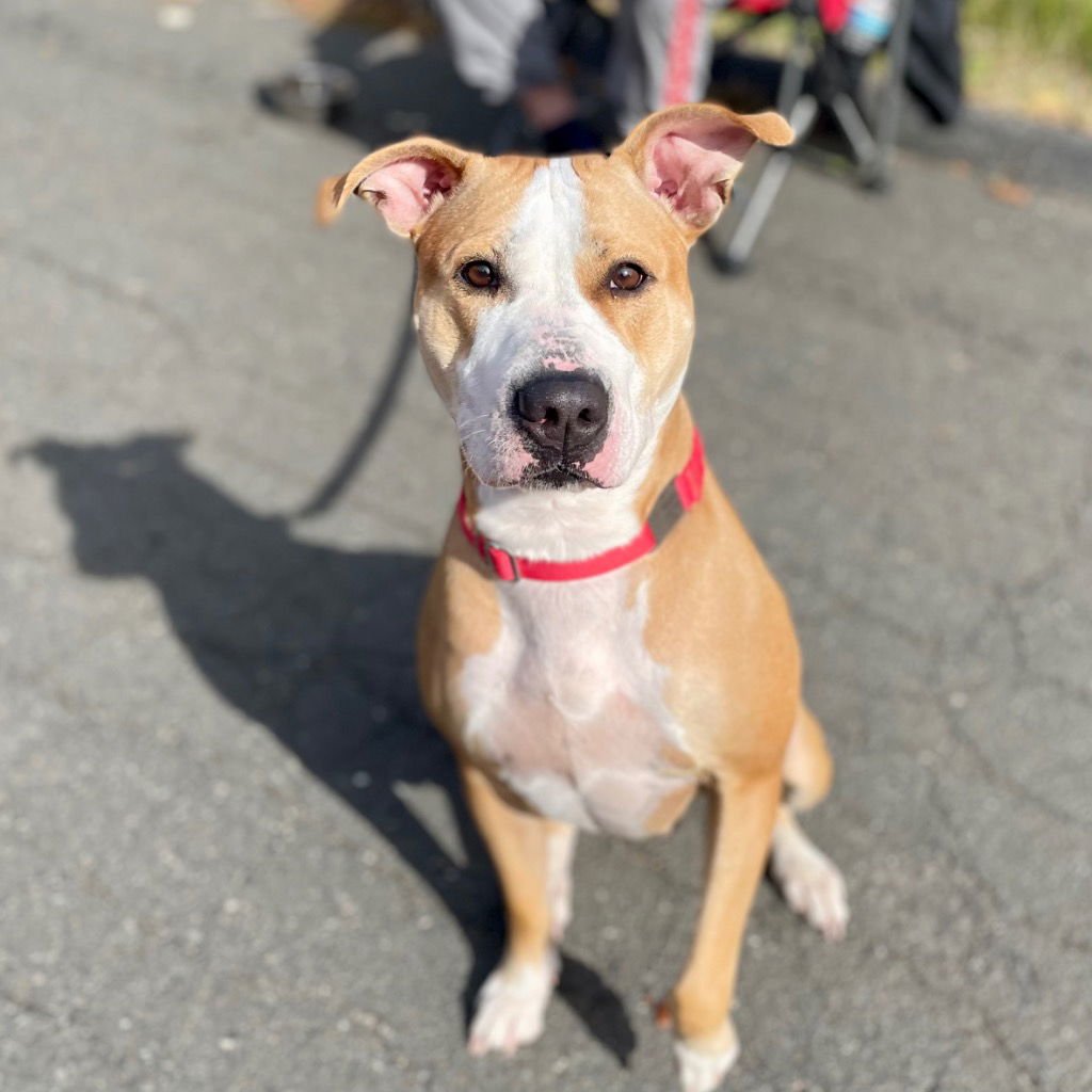 ZOLA - Pit Bull Terrier available for adoption