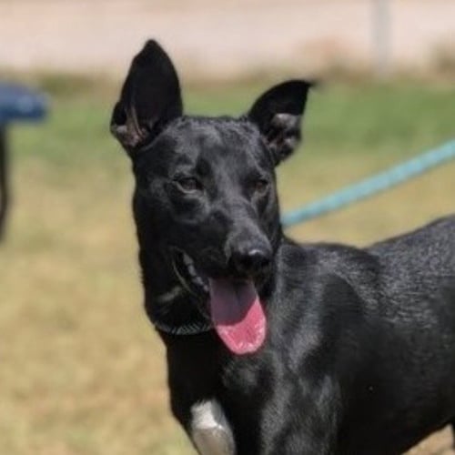 APOLLO - Australian Kelpie / Terrier available for adoption