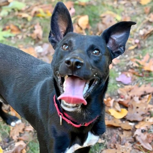 APOLLO - Australian Kelpie / Terrier available for adoption