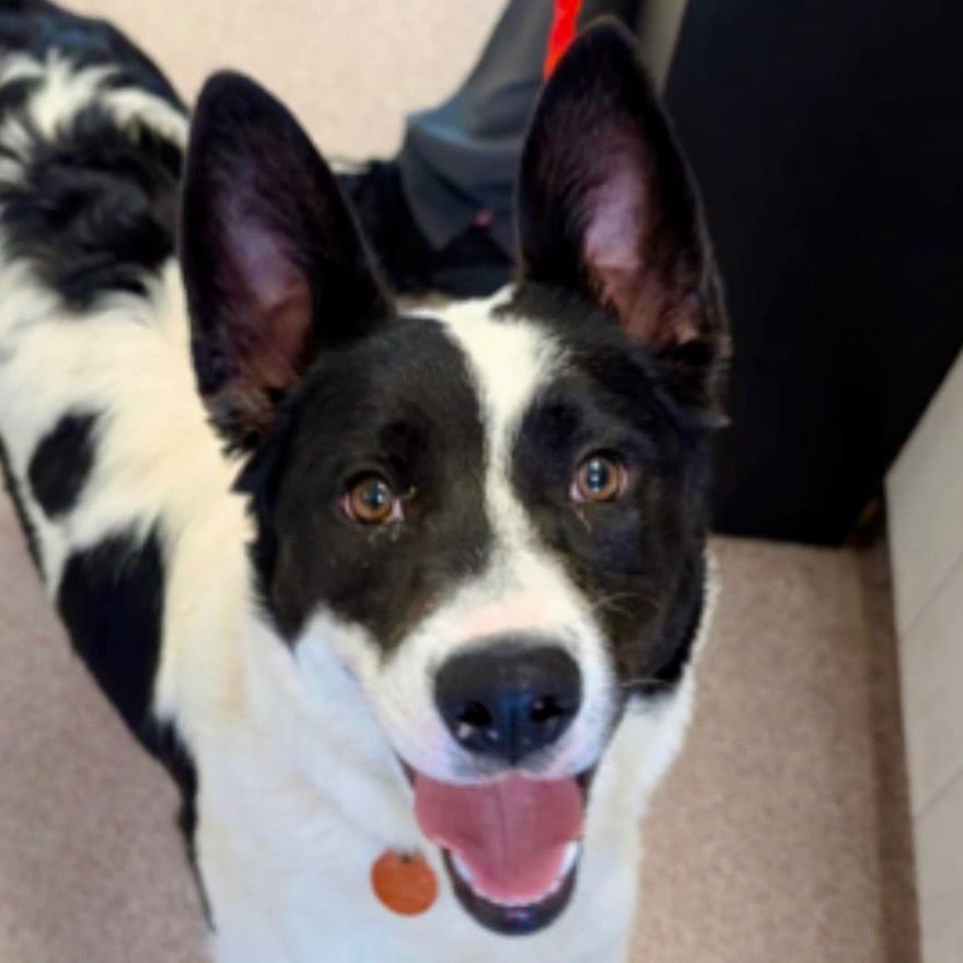 THEA - Border Collie / Terrier available for adoption