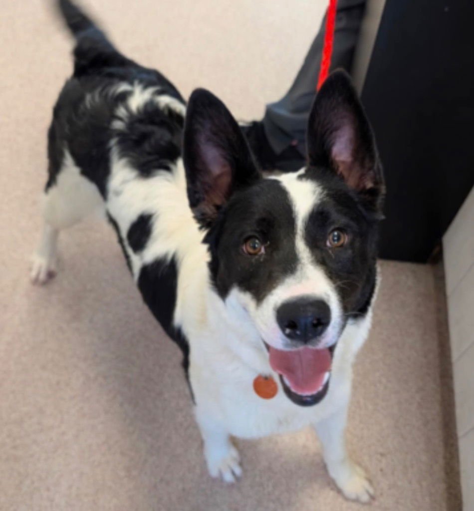 THEA - Border Collie / Terrier available for adoption