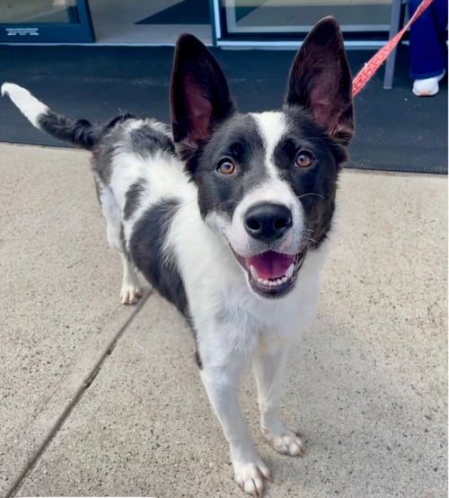 THEA - Border Collie / Terrier available for adoption