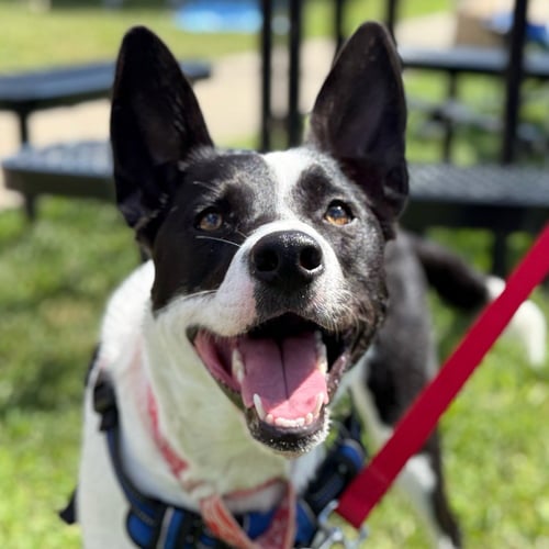 THEA - Border Collie / Terrier available for adoption