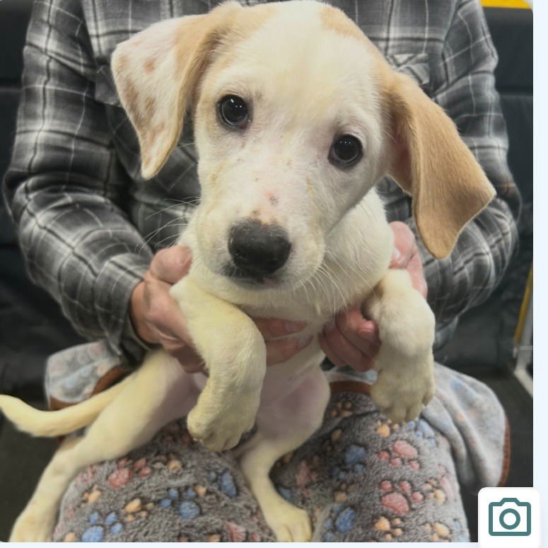 CLARABELLE - Terrier available for adoption