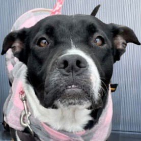 FLUFFY FRANCINE - Terrier / Terrier available for adoption