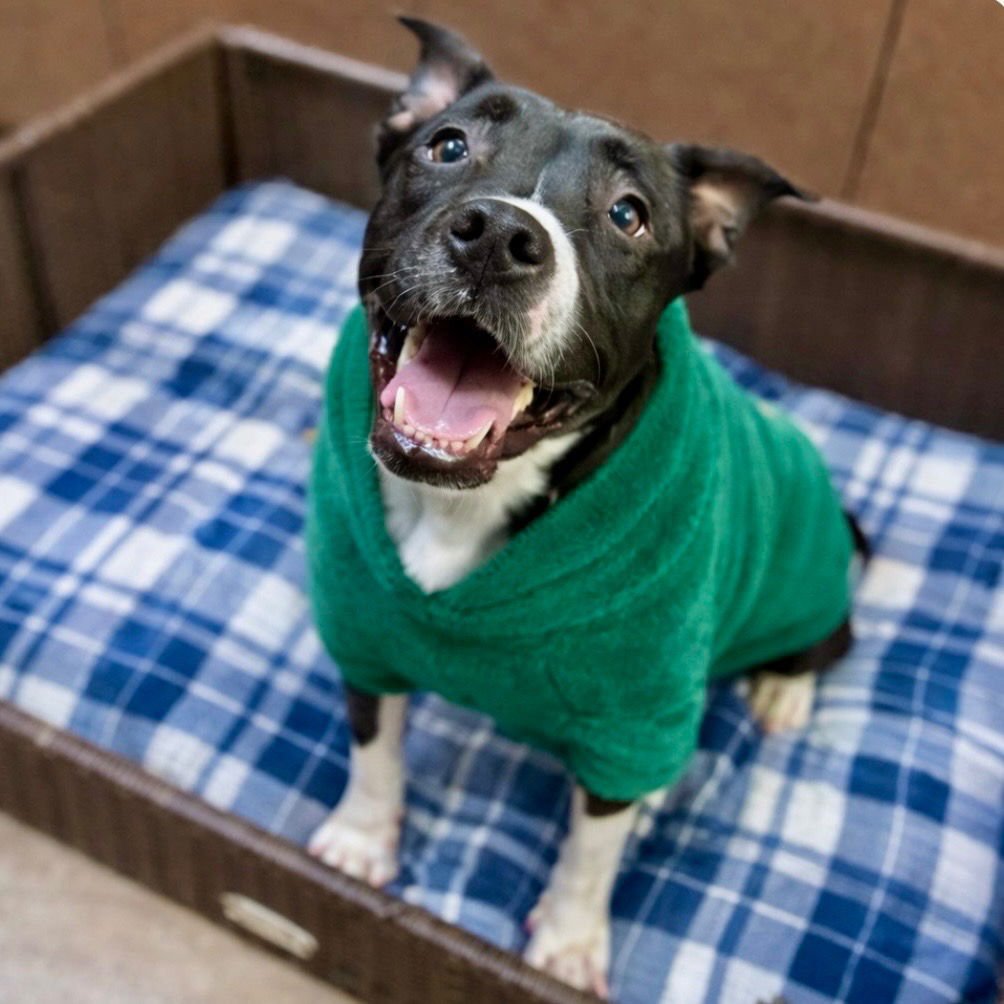 FLUFFY FRANCINE - Terrier / Terrier available for adoption