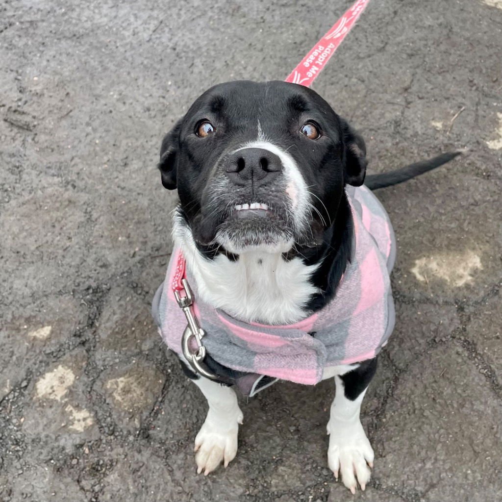 Fluffy Francine - Photo 3