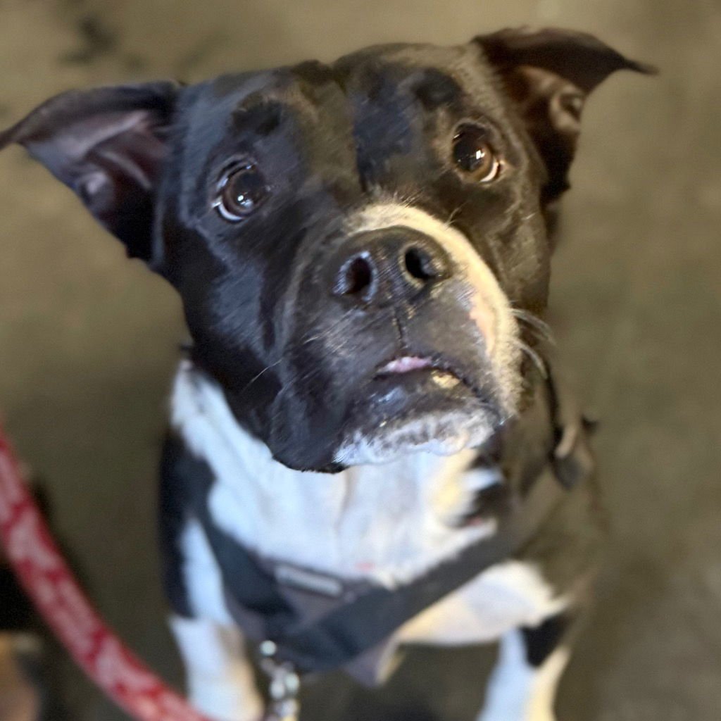 Fluffy Francine - Photo 4