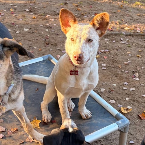 CHUCKY - Australian Cattle Dog/Blue Heeler / Terrier available for adoption