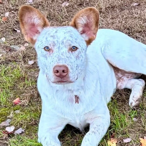CHUCKY - Australian Cattle Dog/Blue Heeler / Terrier available for adoption