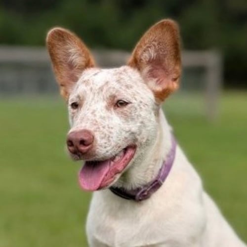 CHUCKY - Australian Cattle Dog/Blue Heeler / Terrier available for adoption