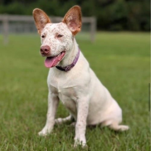 CHUCKY - Australian Cattle Dog/Blue Heeler / Terrier available for adoption