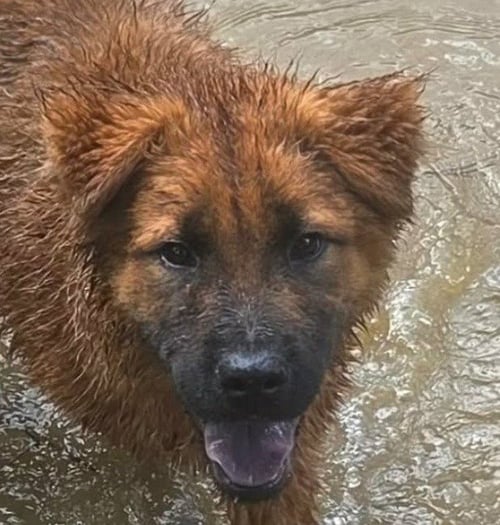 CHOW MEIN - Retriever / Terrier available for adoption