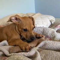Flapjack - Photo 3