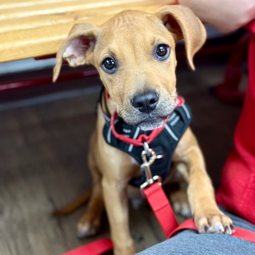 FLAPJACK - Terrier / Terrier available for adoption