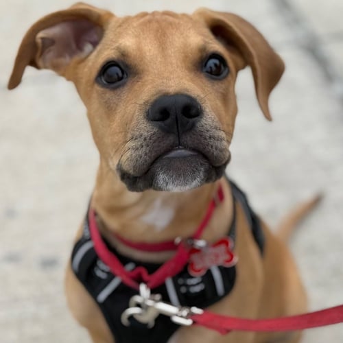 FLAPJACK - Terrier / Terrier available for adoption