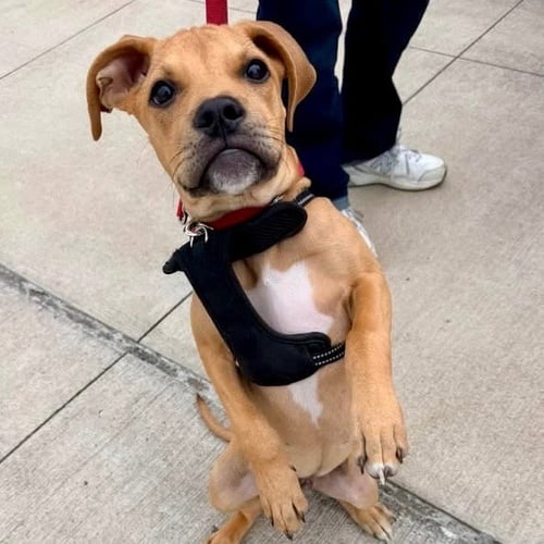 FLAPJACK - Terrier / Terrier available for adoption