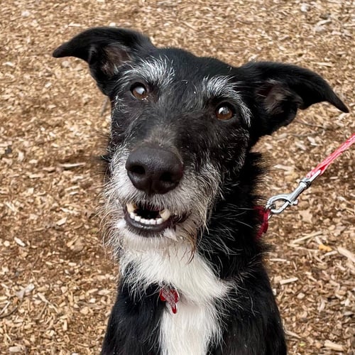SAM - Borzoi / Terrier available for adoption