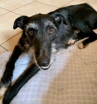Sam - Photo 4