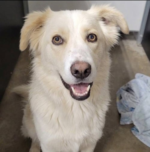 LOBA - Labrador Retriever / Terrier available for adoption