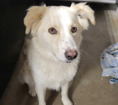 LOBA - Labrador Retriever / Terrier available for adoption