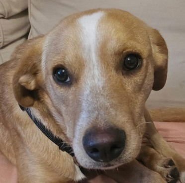 ARIA - Labrador Retriever / Terrier available for adoption