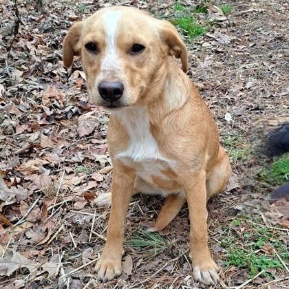 ARIA - Labrador Retriever / Terrier available for adoption