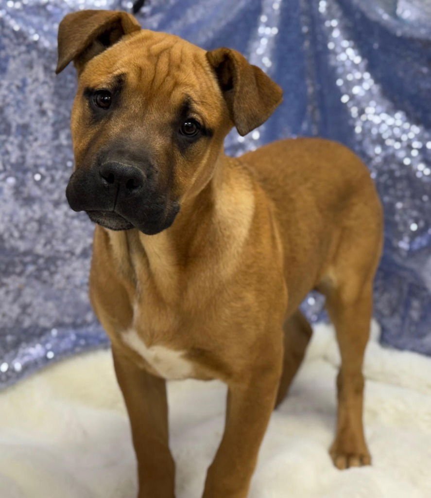 BROOK - Boxer / Terrier available for adoption