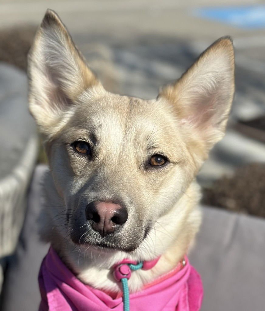 LULU2 - Husky / Terrier available for adoption