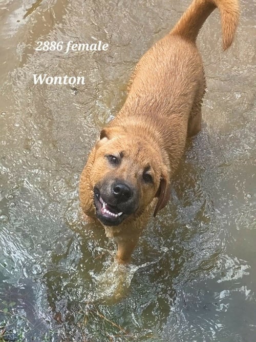 WONTON - Retriever / Terrier available for adoption