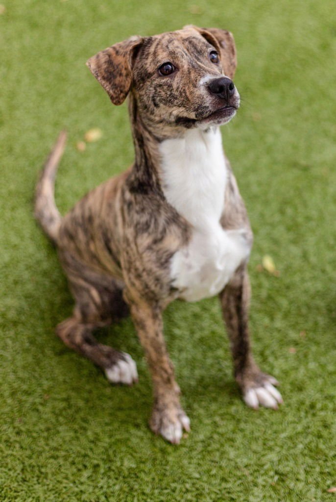 ROSA - Hound / Labrador Retriever available for adoption