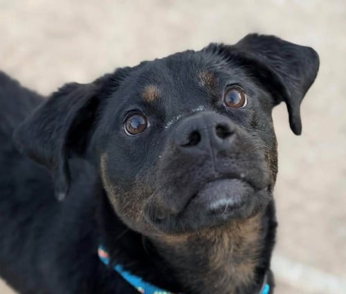 OUTLAW POTATO - Hound / Terrier available for adoption